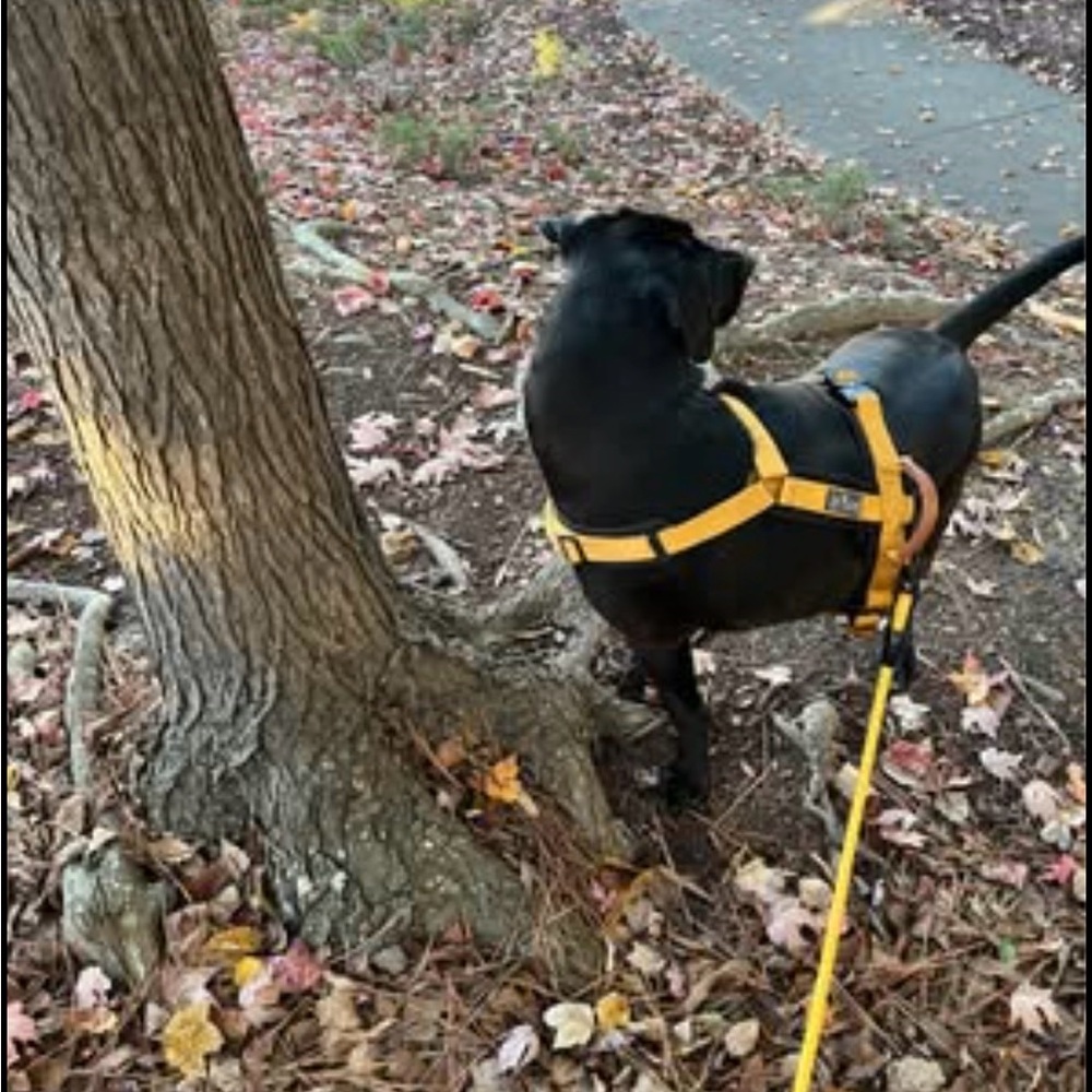 Vibrant Yellow Dog Harness and Leash by made to roam